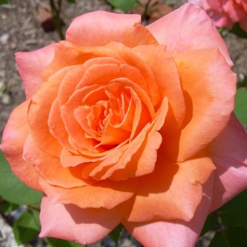 E-commerce, vendita, rose, in, vaso rose ibridi di tea - arancione - Rosa Ambassador™ - rosa non profumata - Marie-Louise Paolino - Il colore dei fiori è arancione, ma hanno anche un tono dorato.